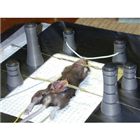 CD+實驗室小動物手術(shù)臺 ( CD+ Small Animal Surgery Board)